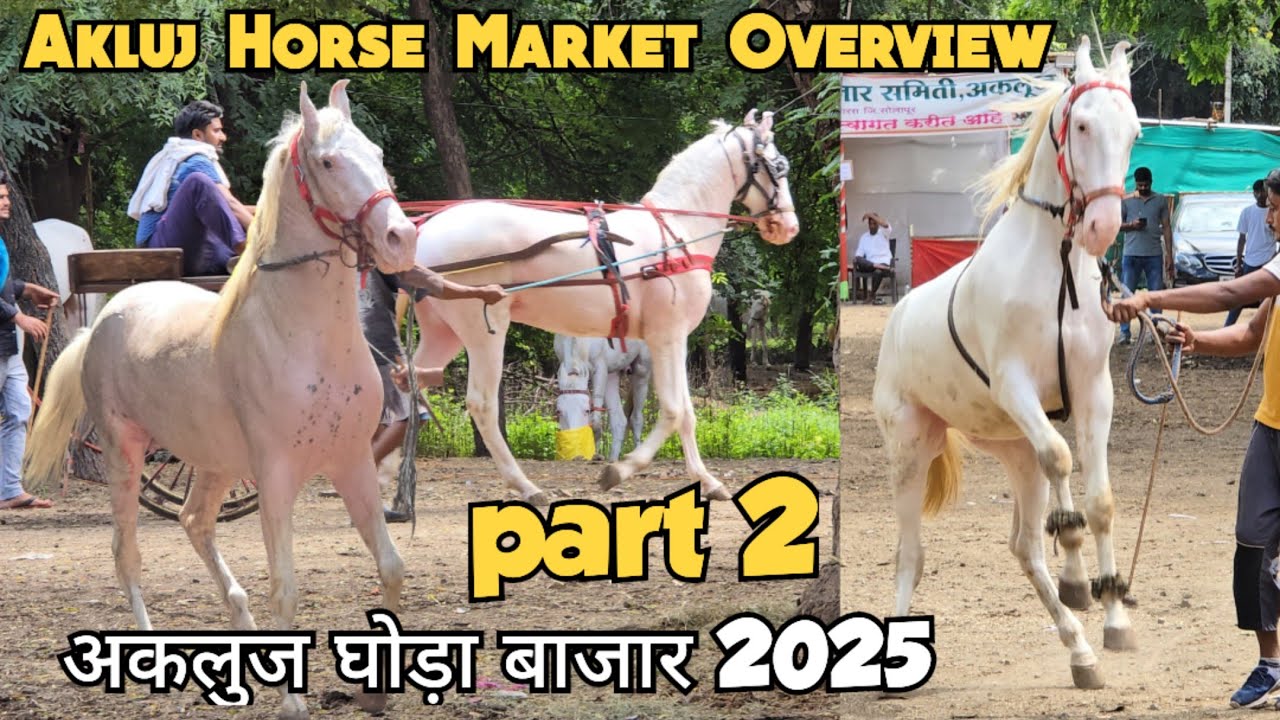 Akluj Horse Market 2025 part 2 | nukre ghode ka bazar | white horses collection | akluj ghoda bazar