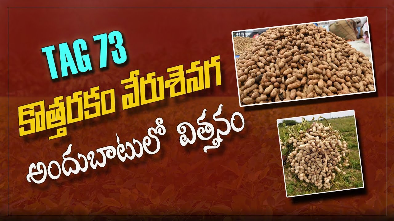New Verity Groundnuts Tag 73 | కొత్తరకం వేరుశనగ Tag 73 Telugu 2023 | Prathapreddy | PH:- 9949329134