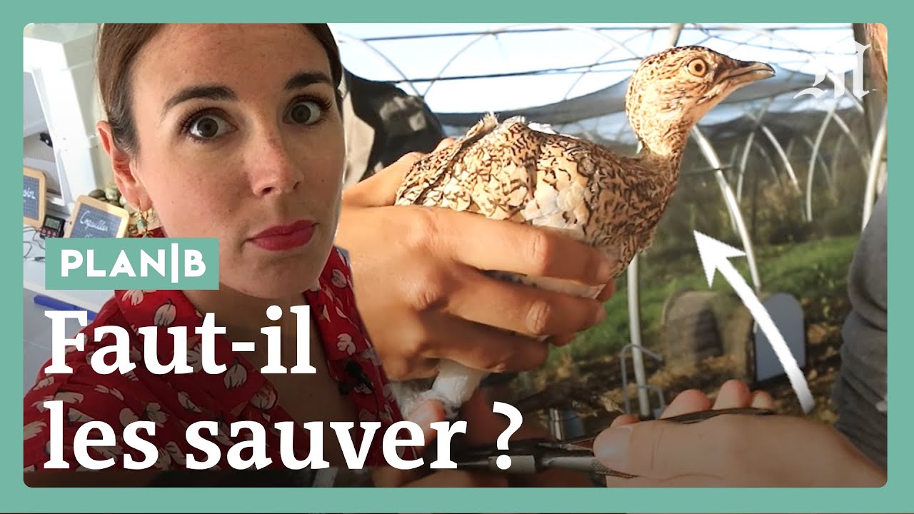 Tigres, pandas, outardes... pourquoi il faut sauver ces espèces « parapluie » #PlanB