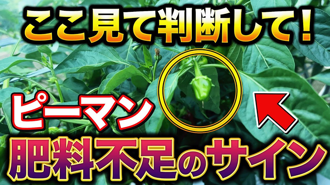 【放置NG】ピーマン肥料不足サイン３つ！“ここ”を見れば一発判定＆即回復テク