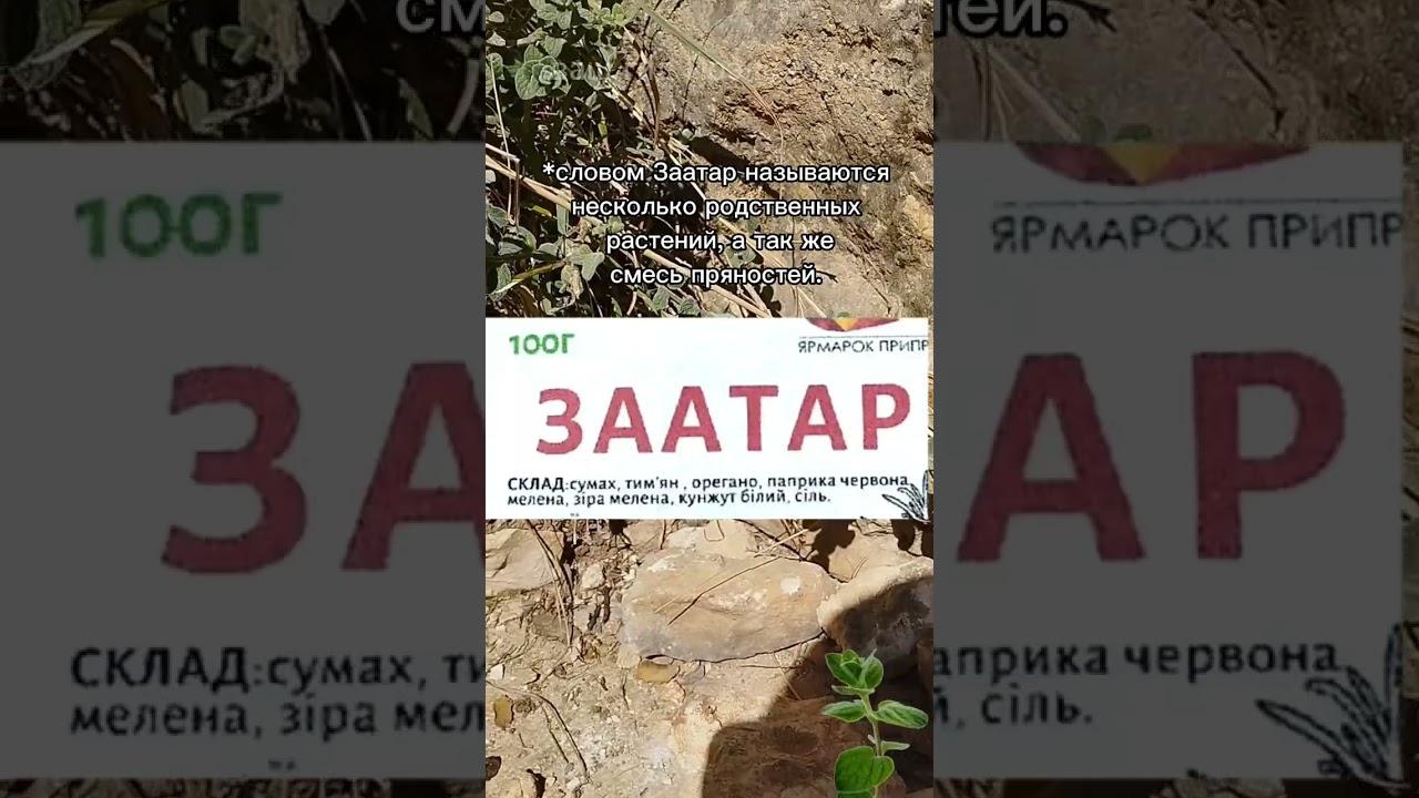 Травы Израиля. Иссоп, Эзов, Заатар.