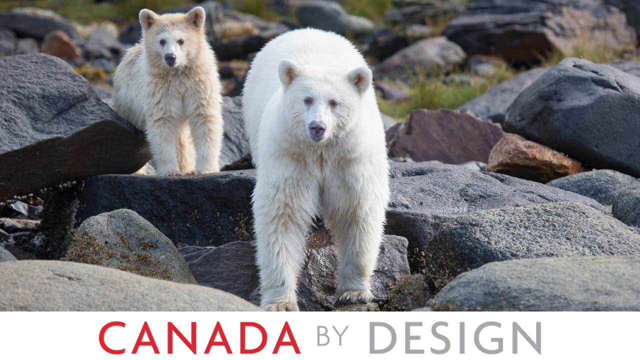 Great Bear Rainforest Spirit Bear Tour | Canada By Design