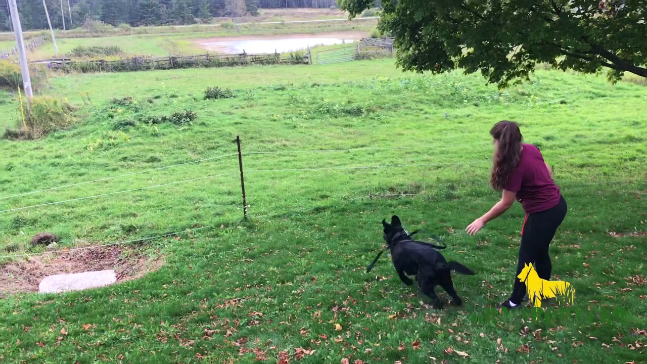 Sirius | Ball Hunts | Grassroots K9