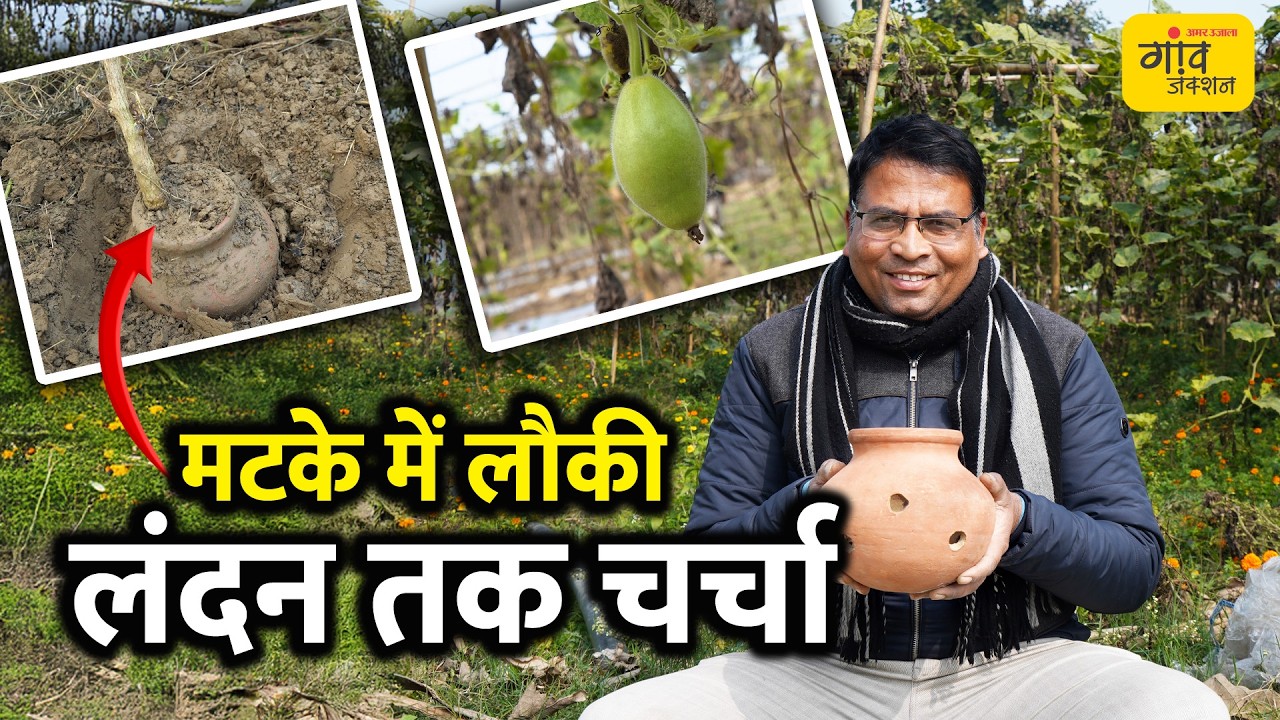 खेती में अनोखा जुगाड़! मटका विधि से लौकी की बंपर पैदावार, साथ में गेंदा-टमाटर | Gaon Junction LIVE