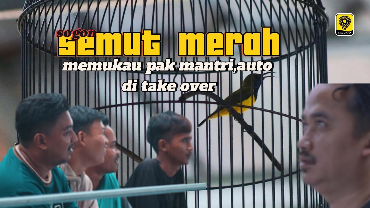 Sogon Semut Merah memukau,pak Mantri cs,Auto take over