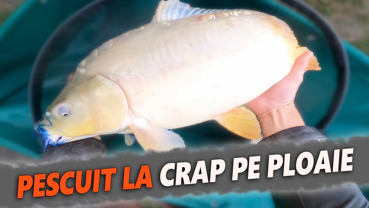 Pescuit la CRAP pe PLOAIE