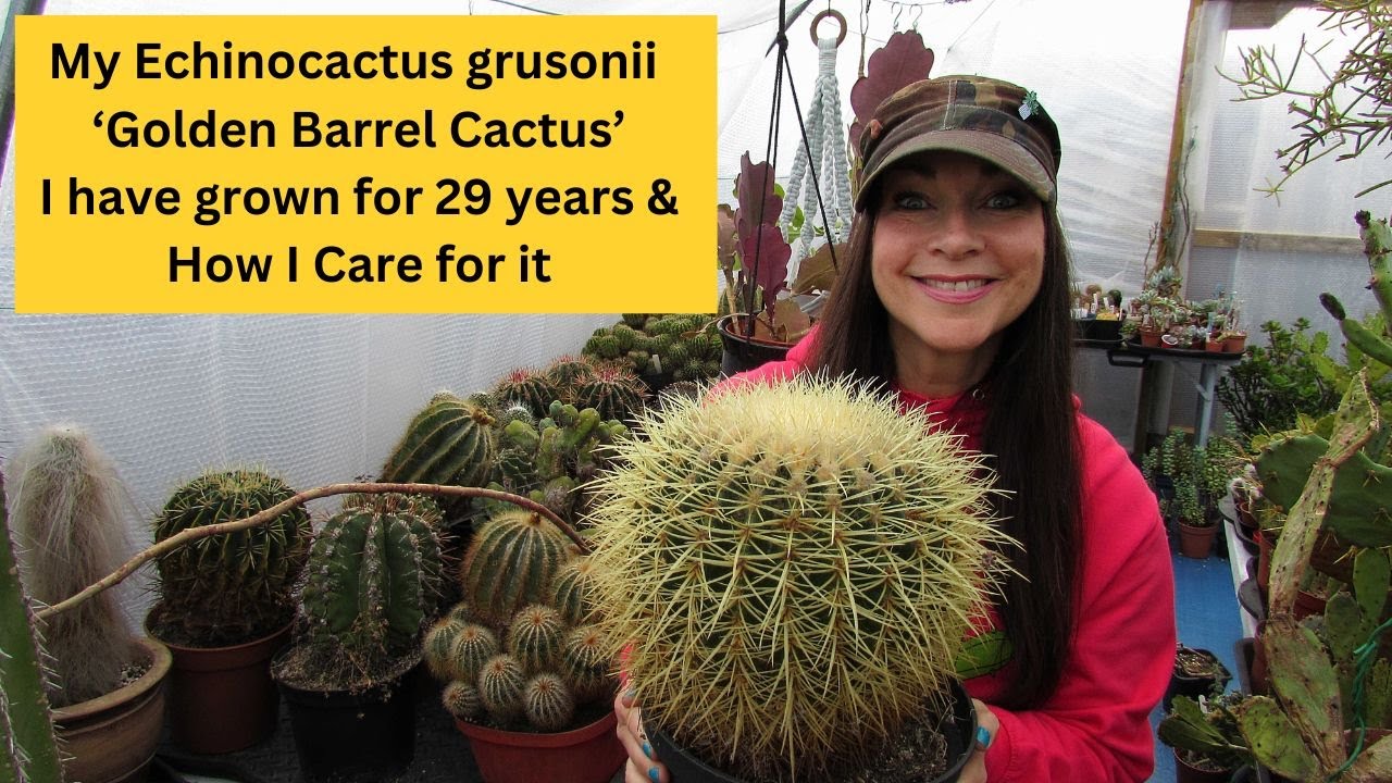My Echinocactus grusonii 'Golden Barrel Cactus' I've grown for 29 years & How I Care for it #cacti