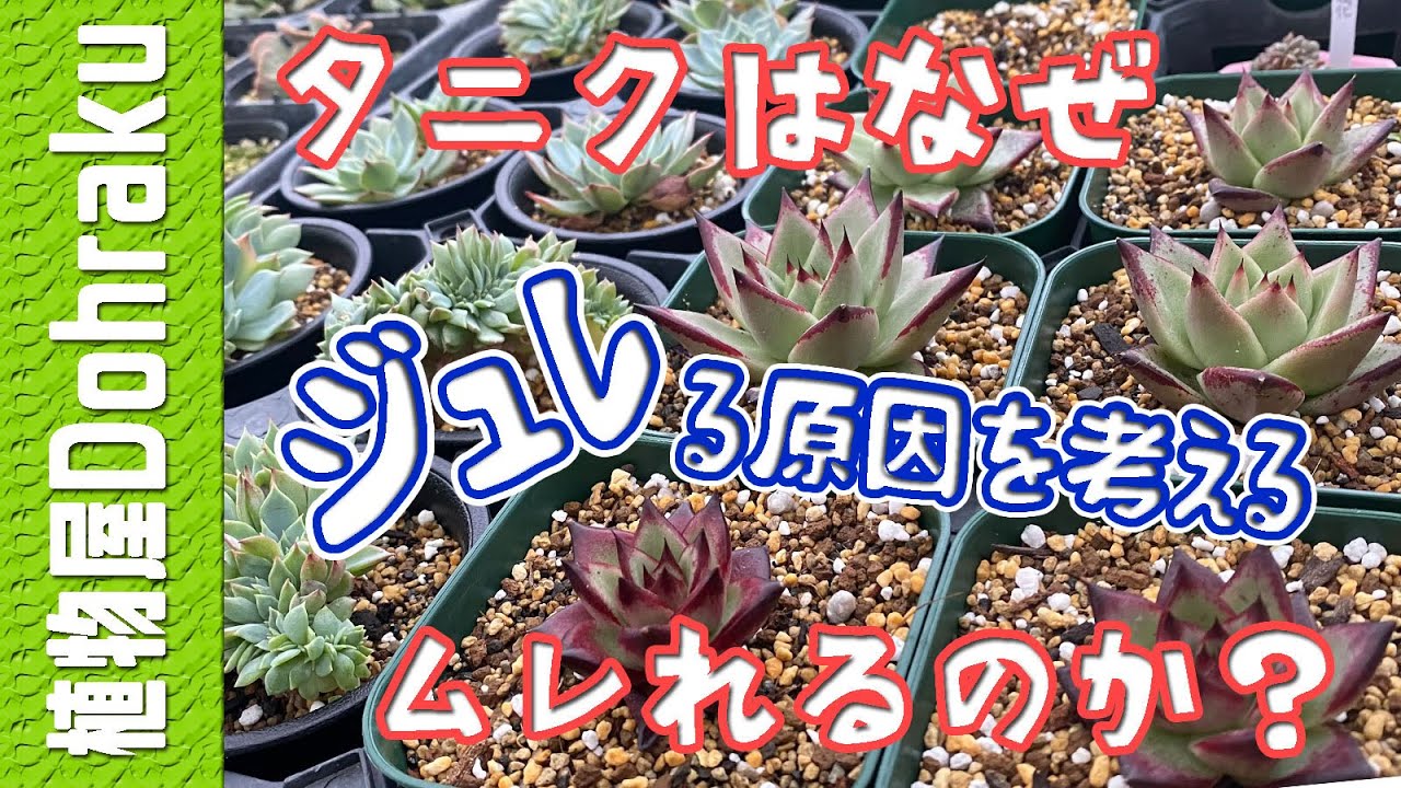 多肉植物のジュレる原因　単純にアレです