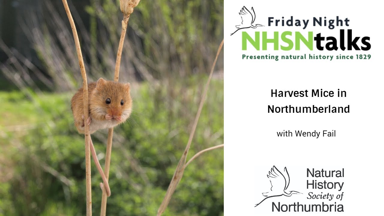 Harvest Mice in Northumberland
