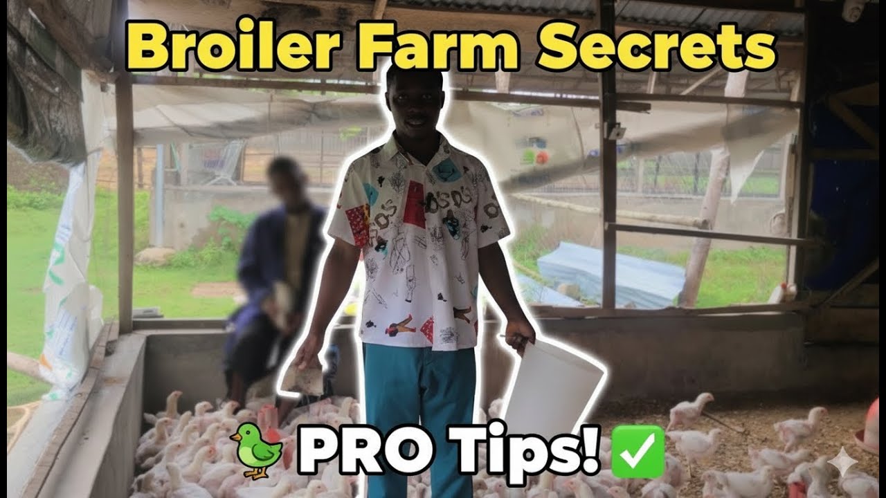 5 ESSENTIAL Morning Checks for Healthy Broiler Chicks (A Farmer's Guide)