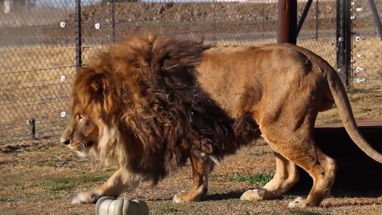 Ruben's incredible journey home