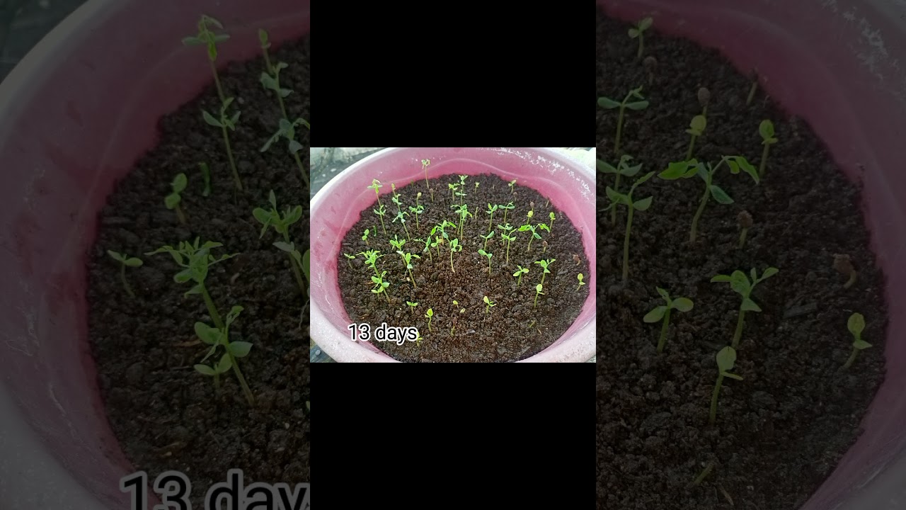 Successfully grow Kamias using seeds