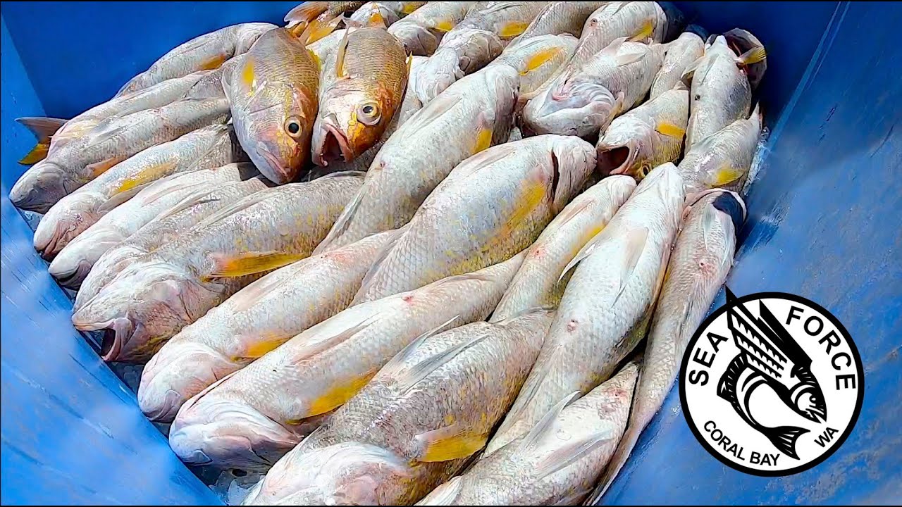 NEW MOON GOLD - Commercial Wetline Fishing, Ruby, Goldband & Pink Snapper.