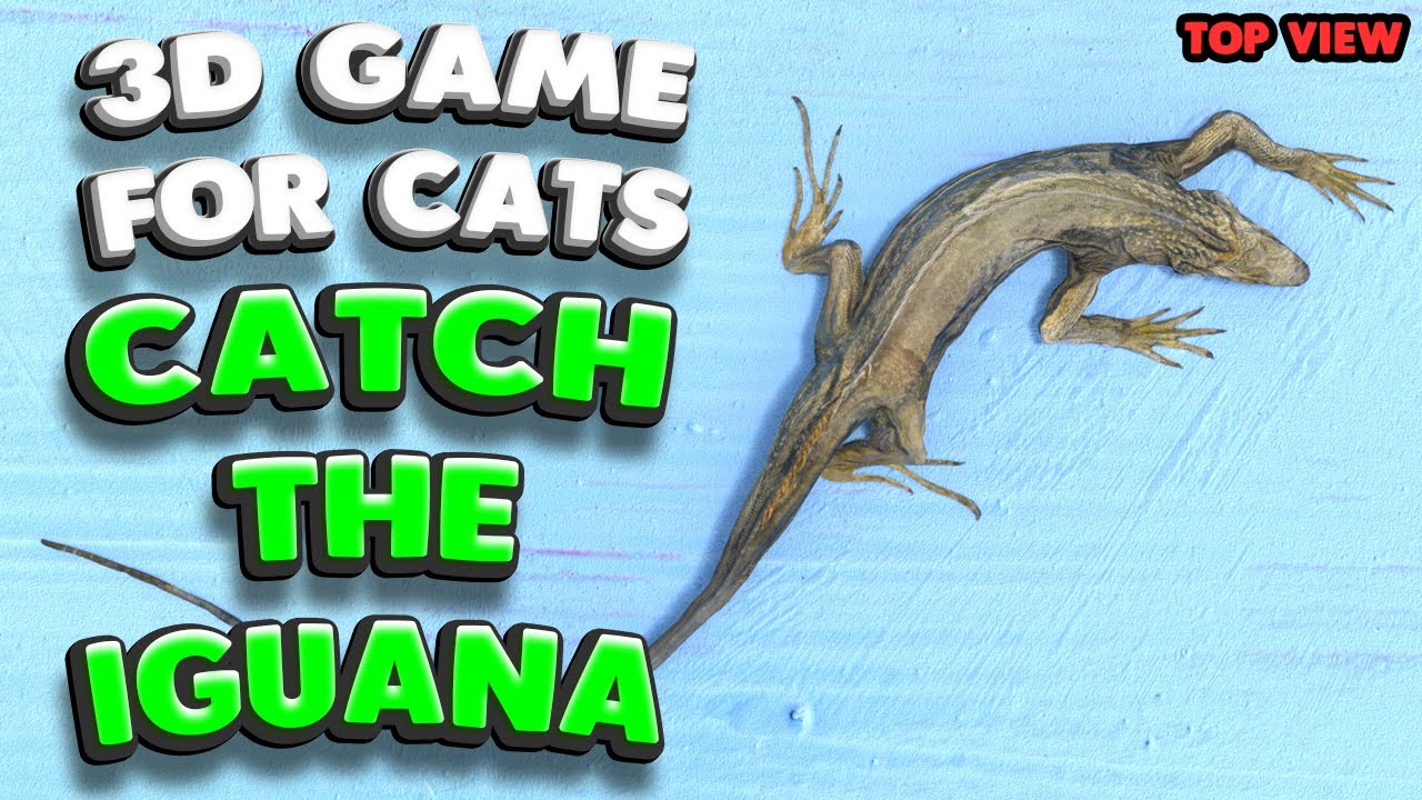 3D game for cats | CATCH THE IGUANA (top view) | 4K, 60 fps, stereo sound