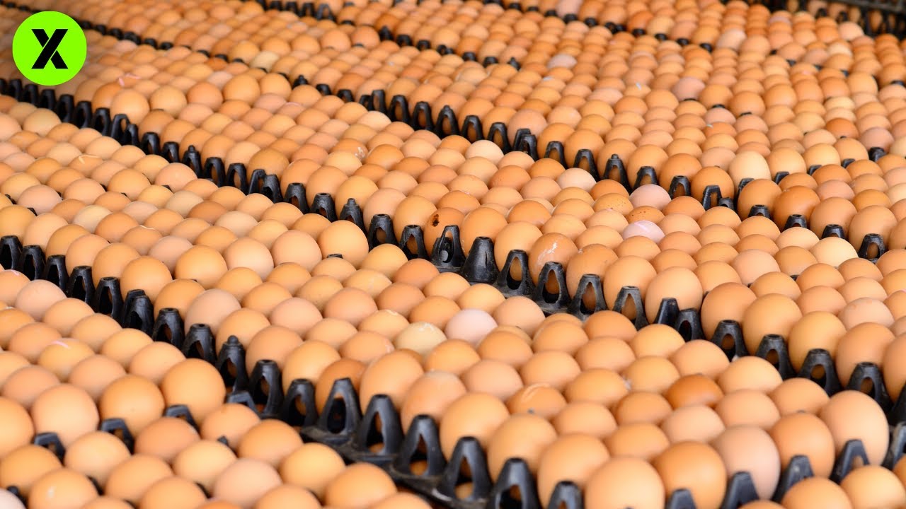 COMMENT des MILLIONS D'œufs sont produits QUOTIDIENNEMENT 🥚