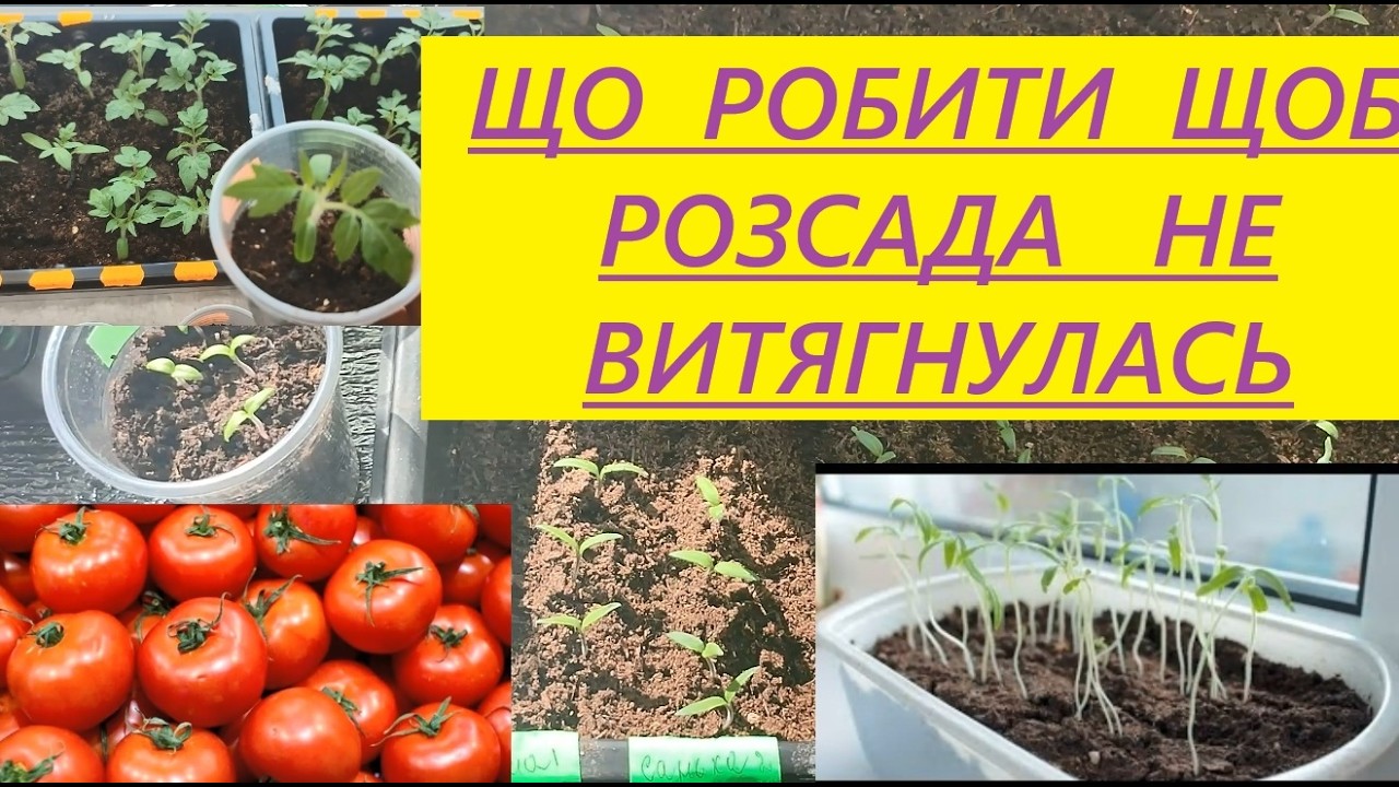 ЯК  ЗАПОБІГТИ  ВИТЯГУВАННІ  РОЗСАДИ.  Ділимось досвідом