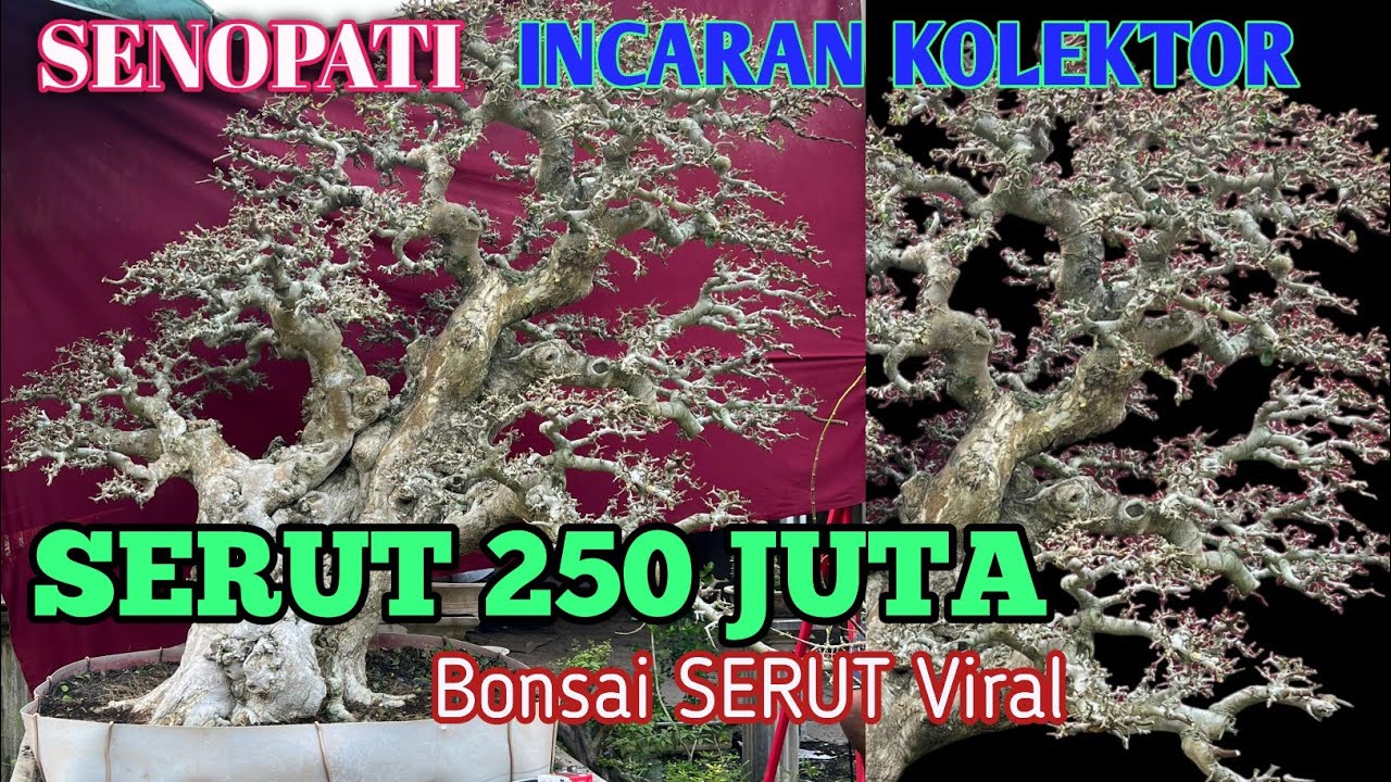 250 Juta Bonsai SENOPATI SERUT