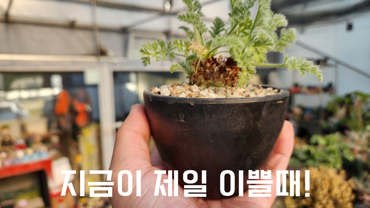 펠라고니움 아펜디쿨라텀 지금이 제일 이쁠 아이입니다😄😄😄 Pelargonium appendiculatum