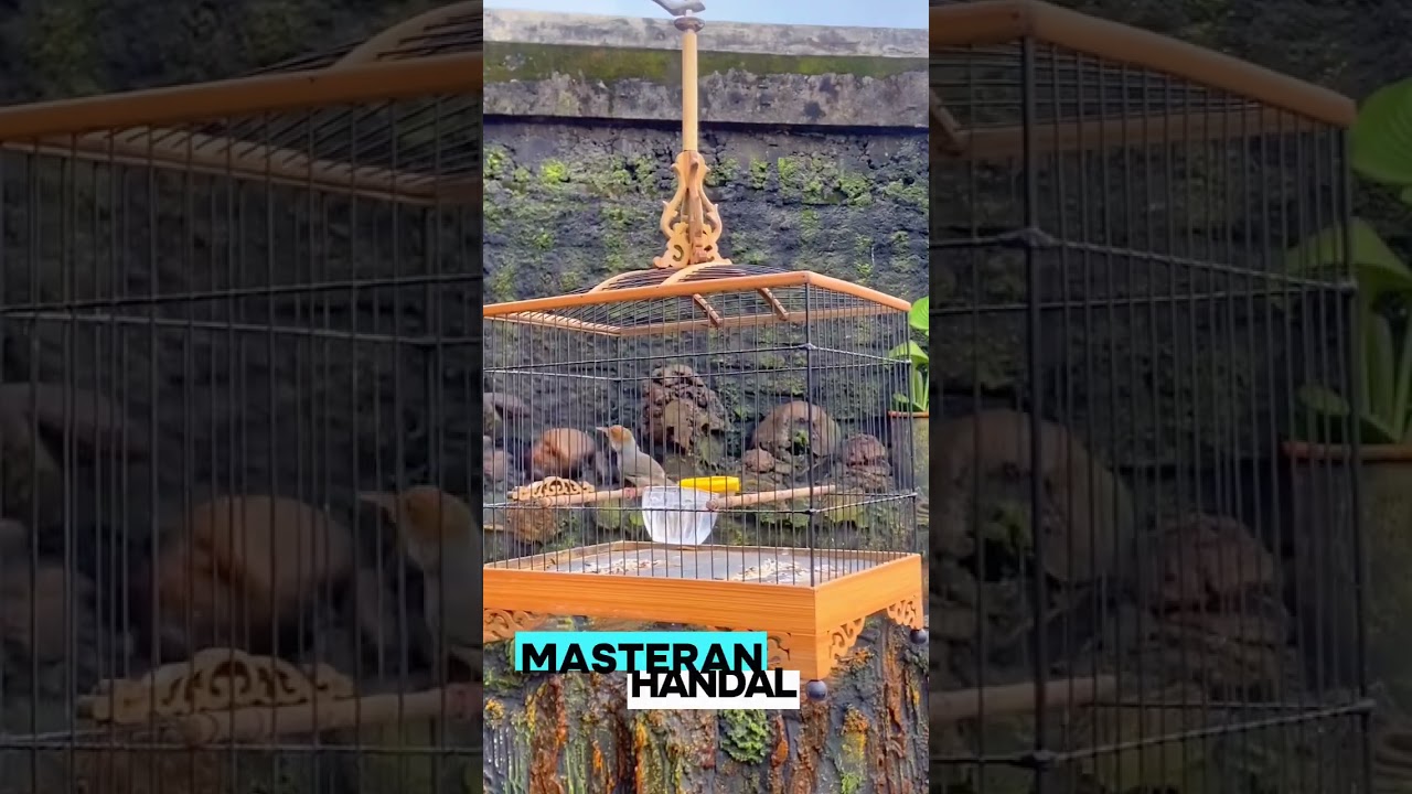 PRENJAK BETINA NEMBAK #prenjakgacor #prenjakbetina #prenjakatas #masteranprenjak #fypシ゚viral