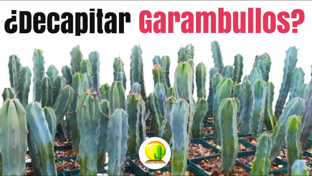 Propagación de GARAMBULLOS, (pie de injerto) // CACTUS LAND QUICHÉ 