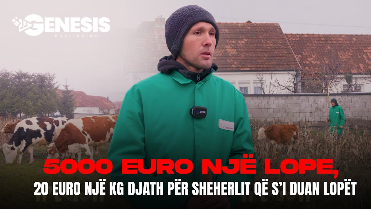 5000 euro një lope, 20 euro një kg djath për sheherlit që s’i duan lopët | HISTORI SUKSESI