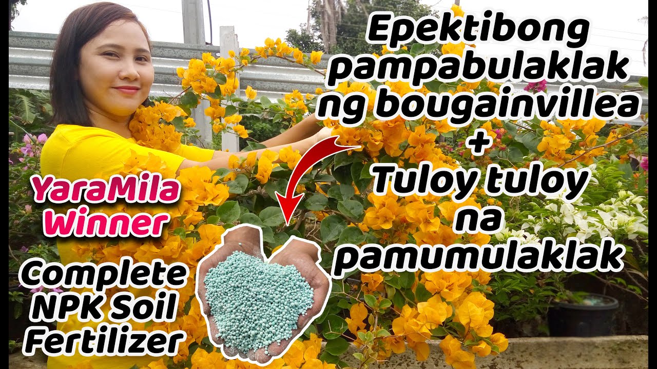 Epektibong pampabulaklak ng bougainvillea | Best fertilizer para sa bougainvillea | NPK Fertilizer