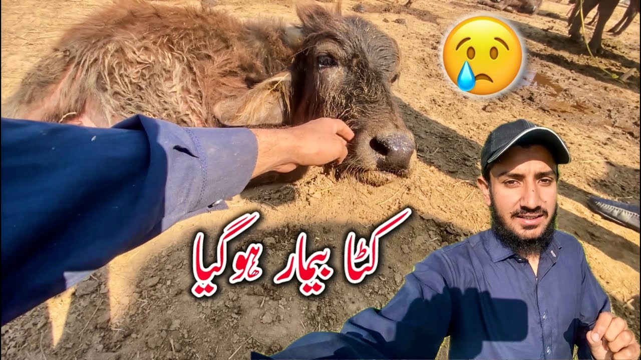 کٹا بیمار ہوگیا پتہ نہیں اچانک کچھ ہوگیا بیچارے کو