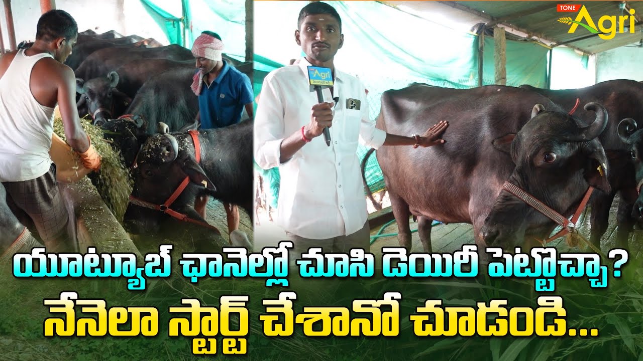 Buffalo Dairy Farm Business | యూట్యూబ్ ఛానెల్లో చూసి డెయిరీ పెట్టొచ్చా..? Tone Agri