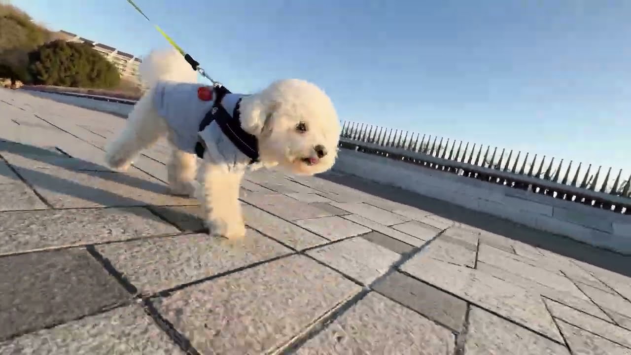 Lura's Walk_L007＃犬＃ペット＃ルラ＃ルラウォーク＃ビションフリーゼ＃bichon frisé＃お散歩＃ルラ＃ワンコ＃小型犬＃dog＃walk#walking#もふもふ＃ふわふわ＃pet