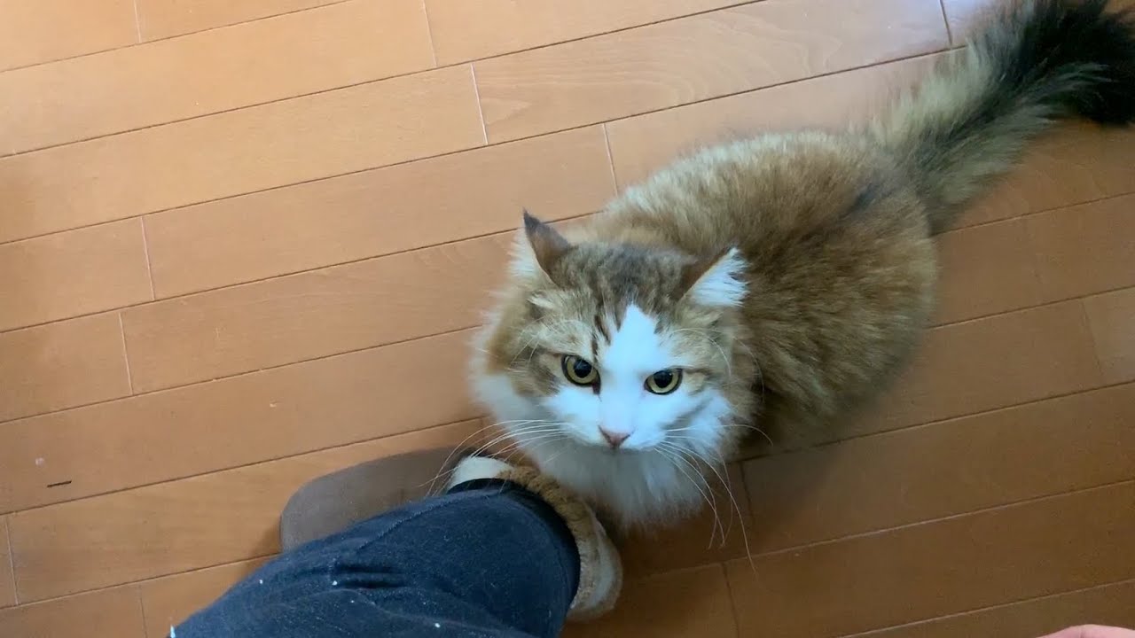 「おいで」があるまで待つ猫