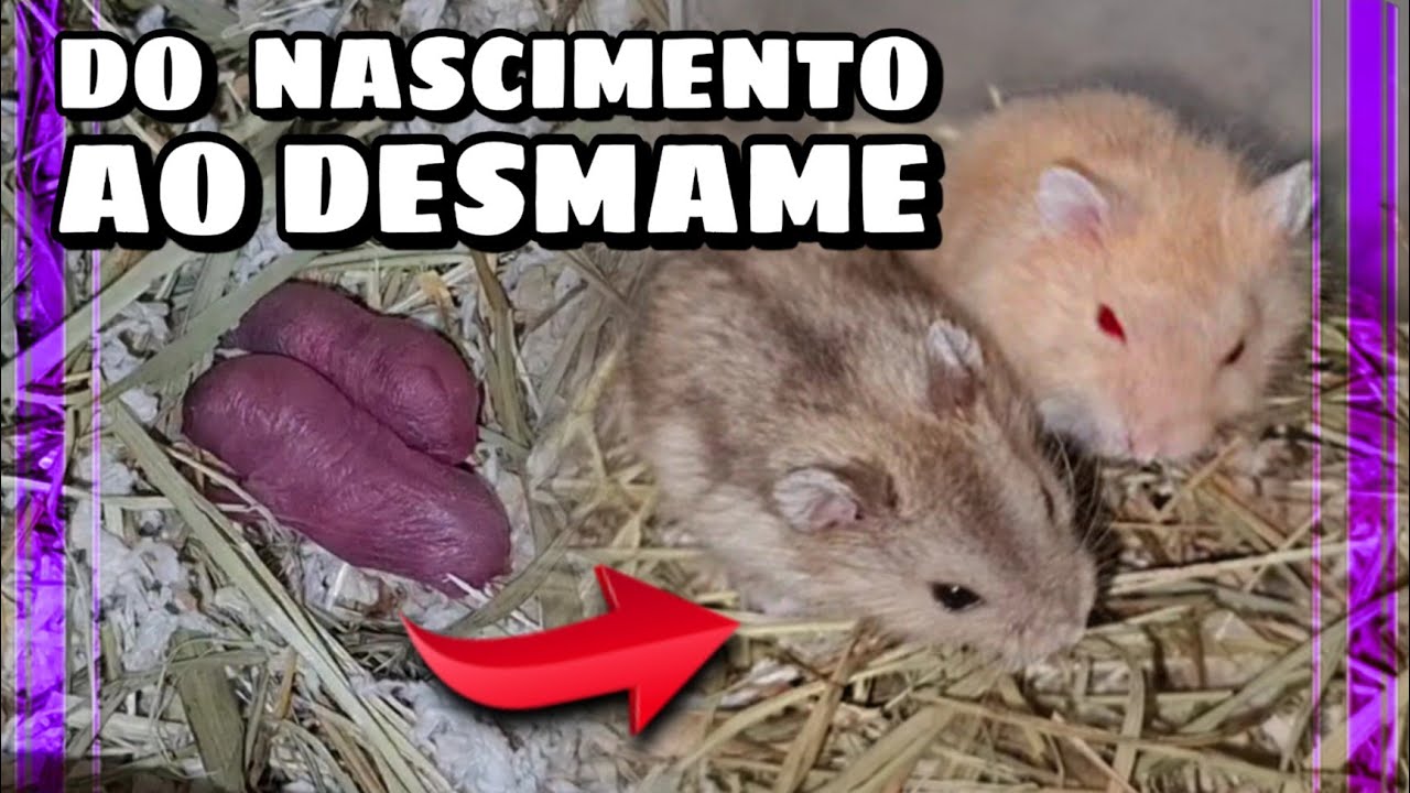 Ninhada de Hamster do nascimento ao desmame - Como ser criador | Vivian Roncon