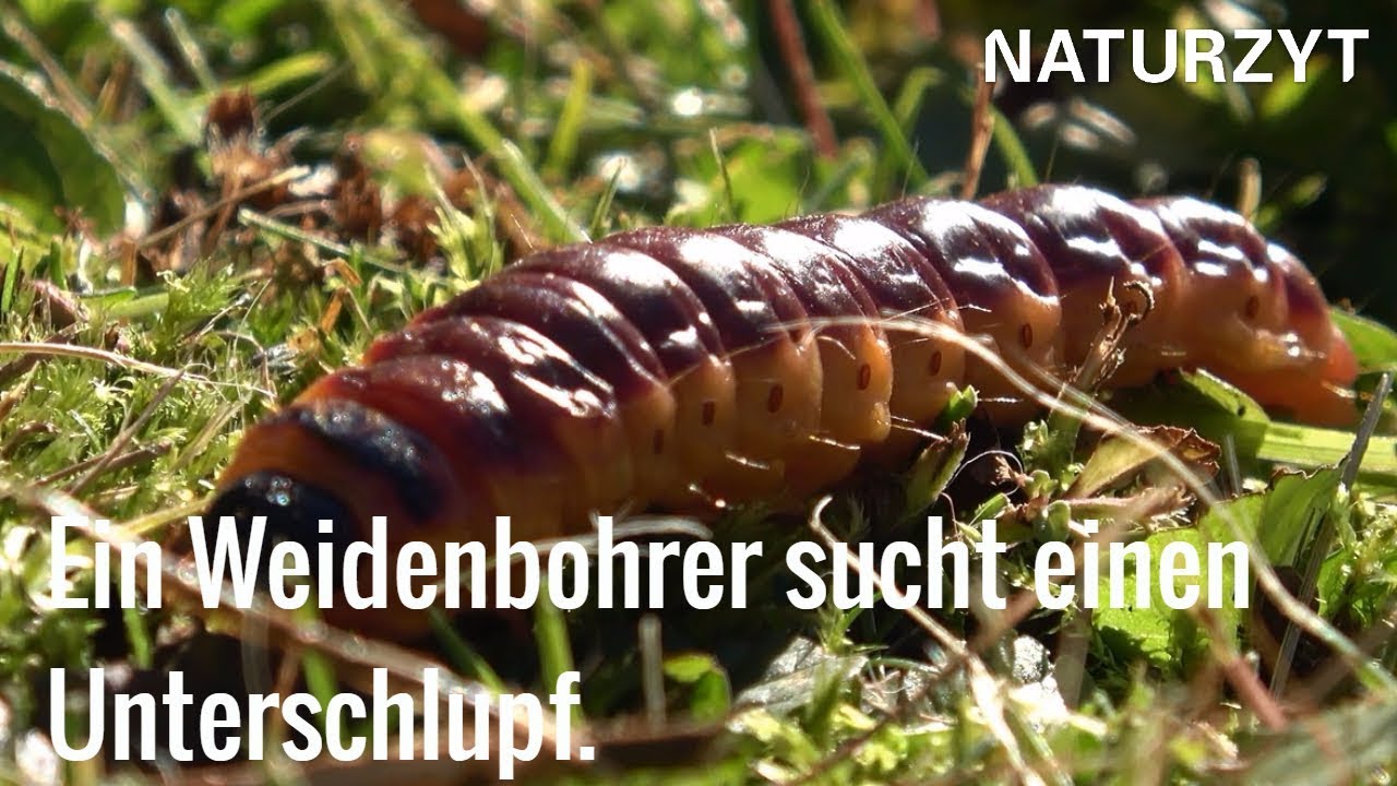 NATURZYT - Ein Weidenbohrer sucht einen Unterschlupf