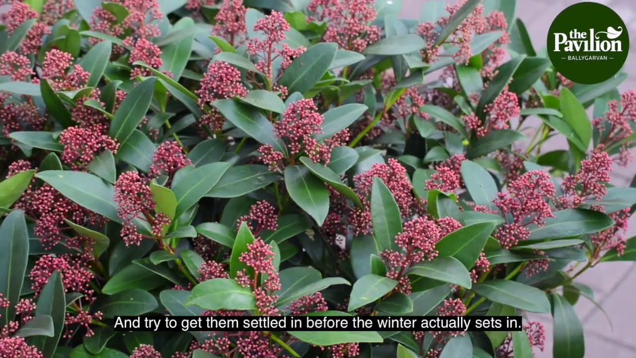 Skimmias and Other Autumn Plants at The Pavilion in Cork