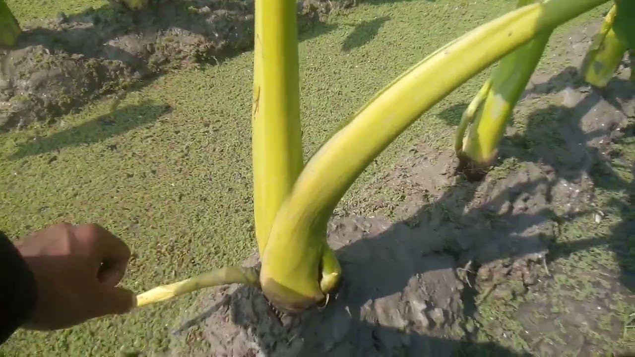 কচুর লতি কিভাবে কখন সংগ্রহ করবেন এবং পরিচর্যা কি 