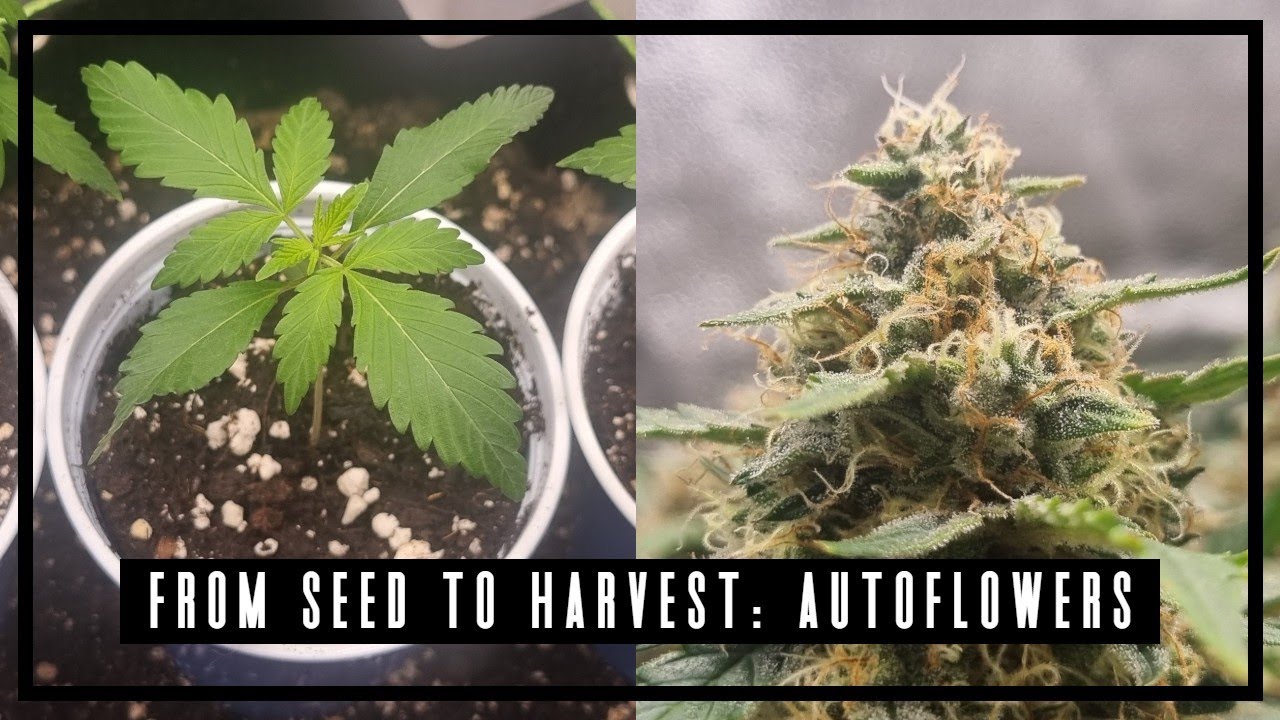 Timelapse - Seed to Harvest - King's Juice, Gelato, Northern Lights XXL
