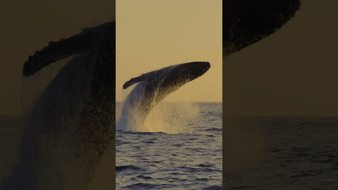 Huge whale breaching by sunset #viral #shorts #fun #news #ocean