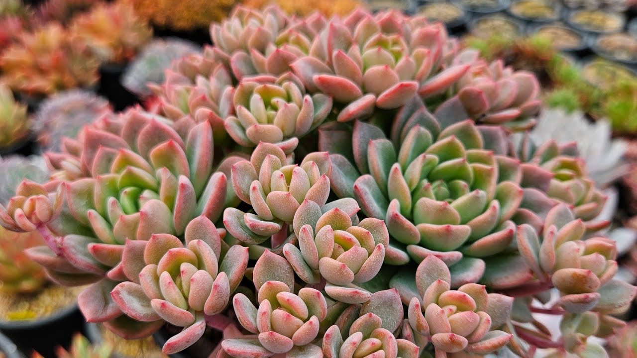 😄다육판매😄강추위가온다지만 다육이는끄떡없다!! 문자주문환영 010.3187.2821 #succulent  #多肉植物  #이천승아다육