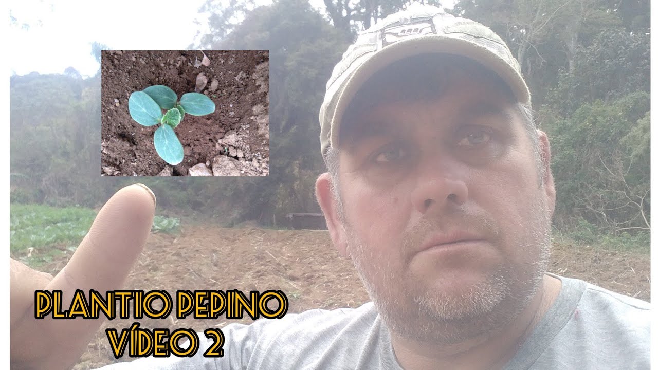 vídeo 2 plantio pepino na cova passo a passo aqui na horta !!🌱🌱