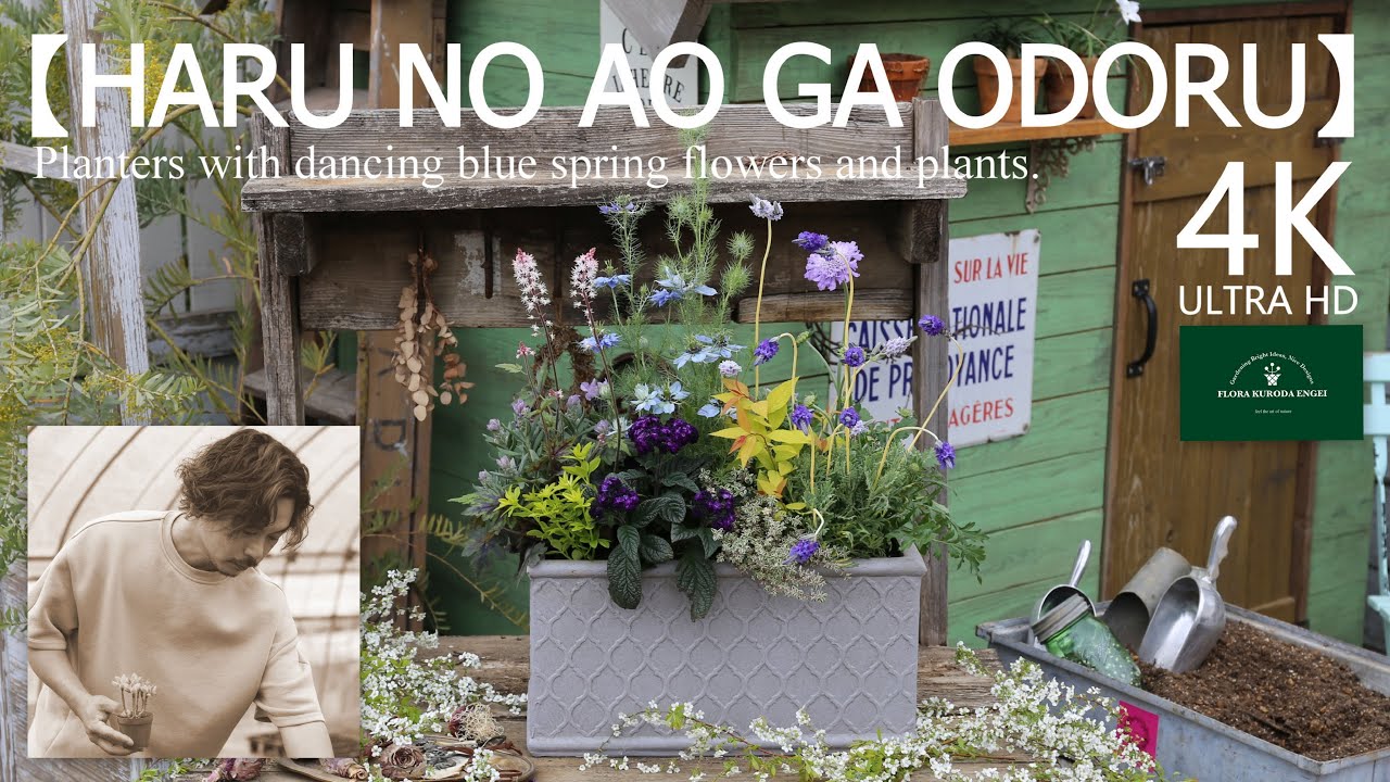 HARU NO AO GA ODORU／ニゲラの寄せ植え【春のガーデニング】-フローラ黒田園芸- Spring gardening/ガーデニング/園芸/寄せ植え