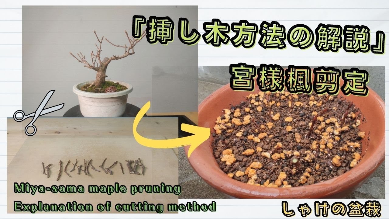 「挿し木方法の解説」宮様楓を挿し穂に