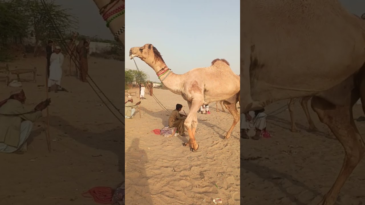 Heavy weight camel in action