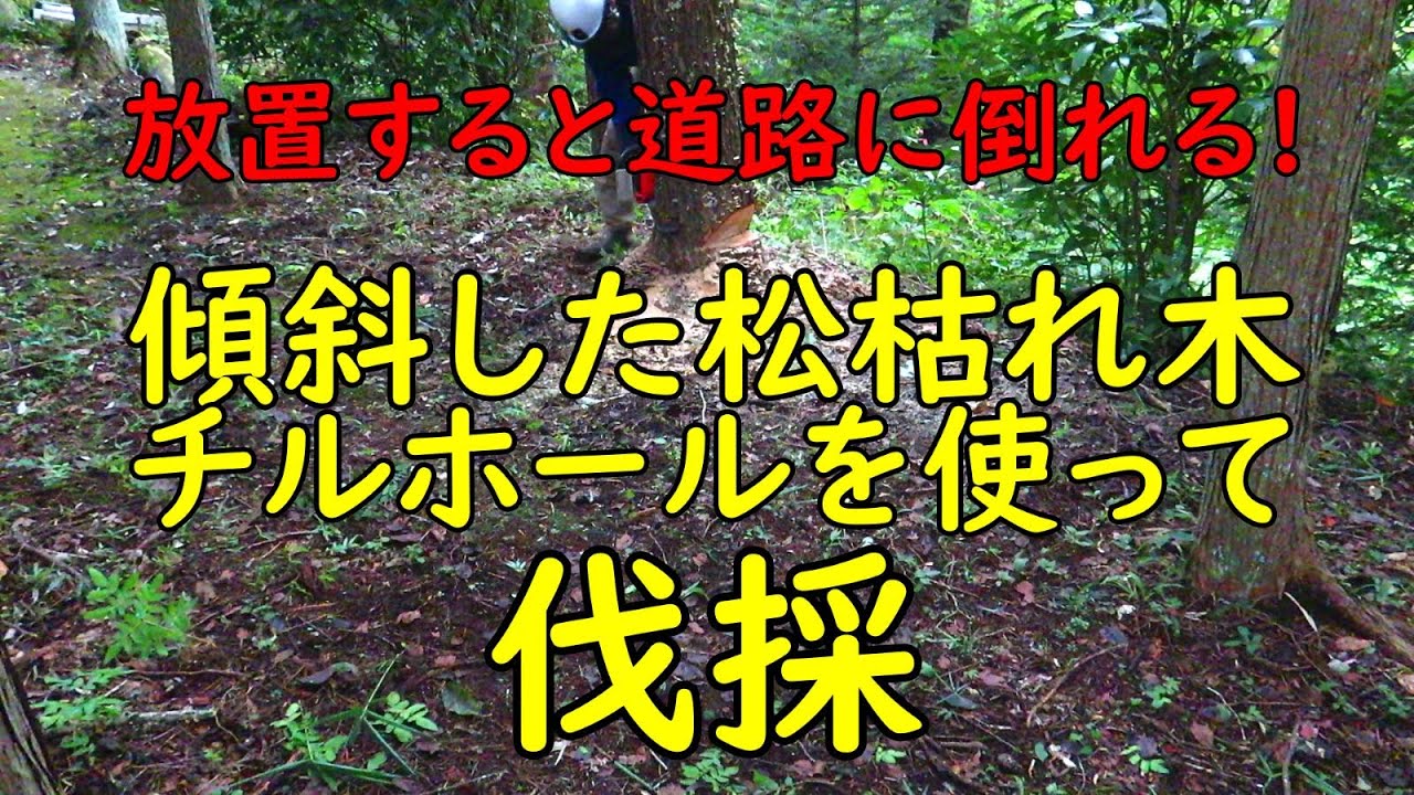 道路に倒れる危険 松枯れ木伐採 想定外の倒れ方に驚いた