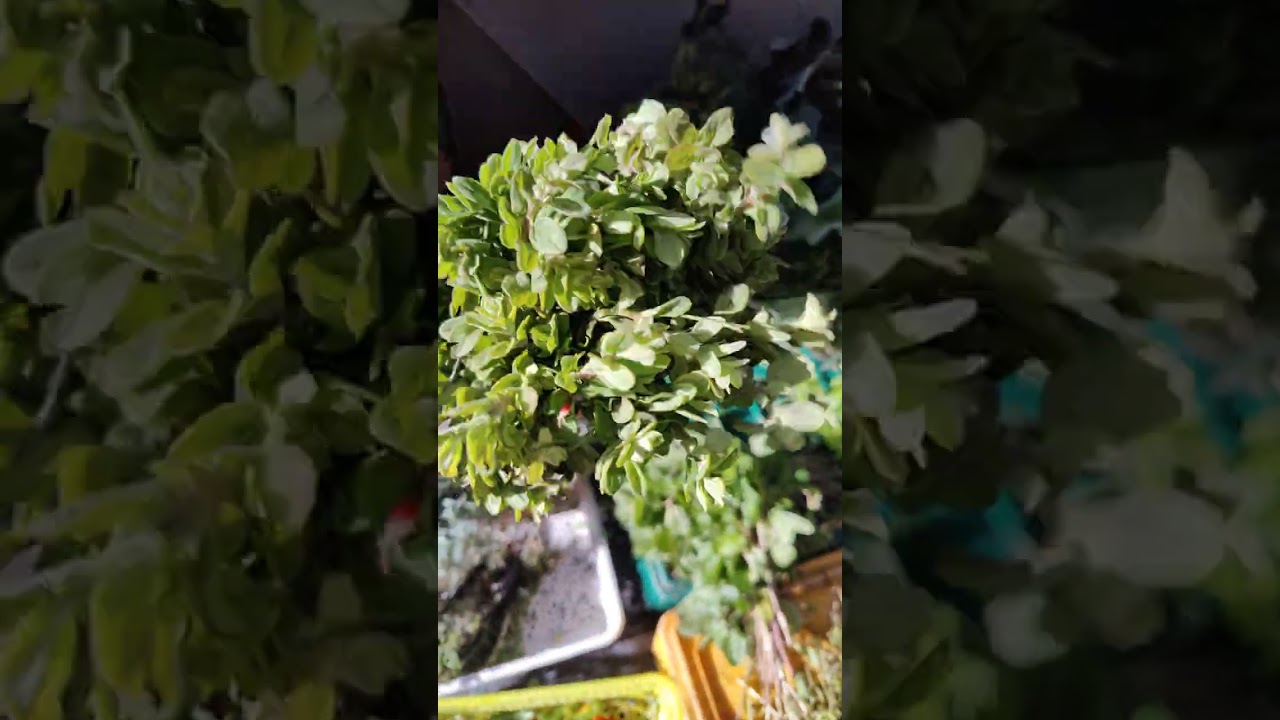 أثمنة
