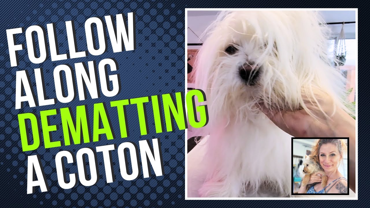 Brushing and Dematting a Coton de Tulear (how to)