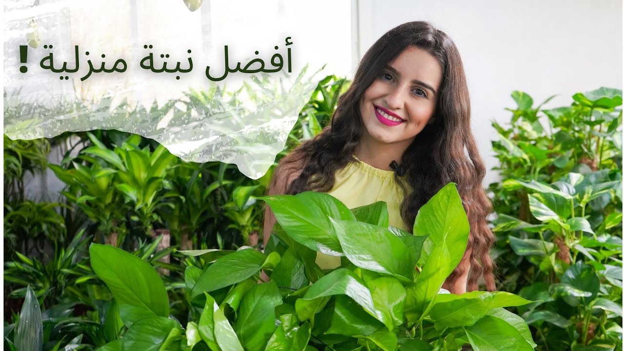 Pothos or Devil's Ivy Plant  نبتة البوتس - اللبلاب أو قلب عبد الوهاب، أهميتها وطريقة العناية بها