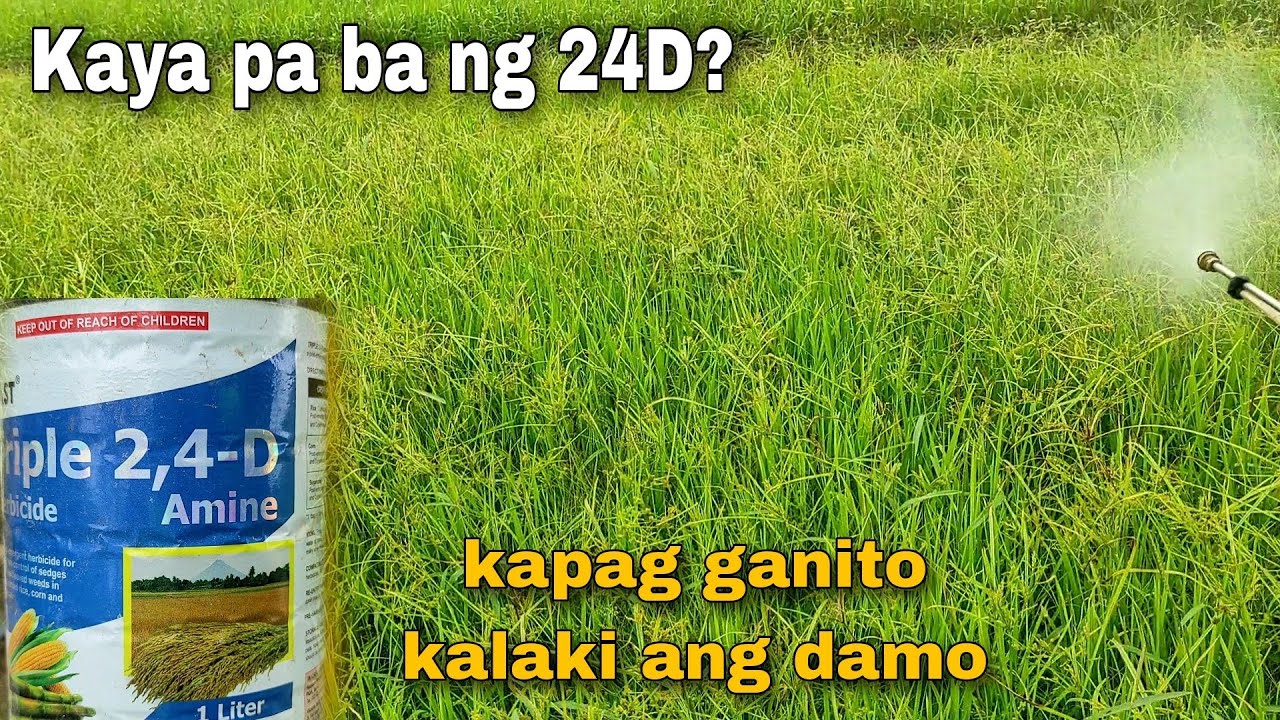Pagspray ng Triple 24D Amine(herbecide) | jo wel