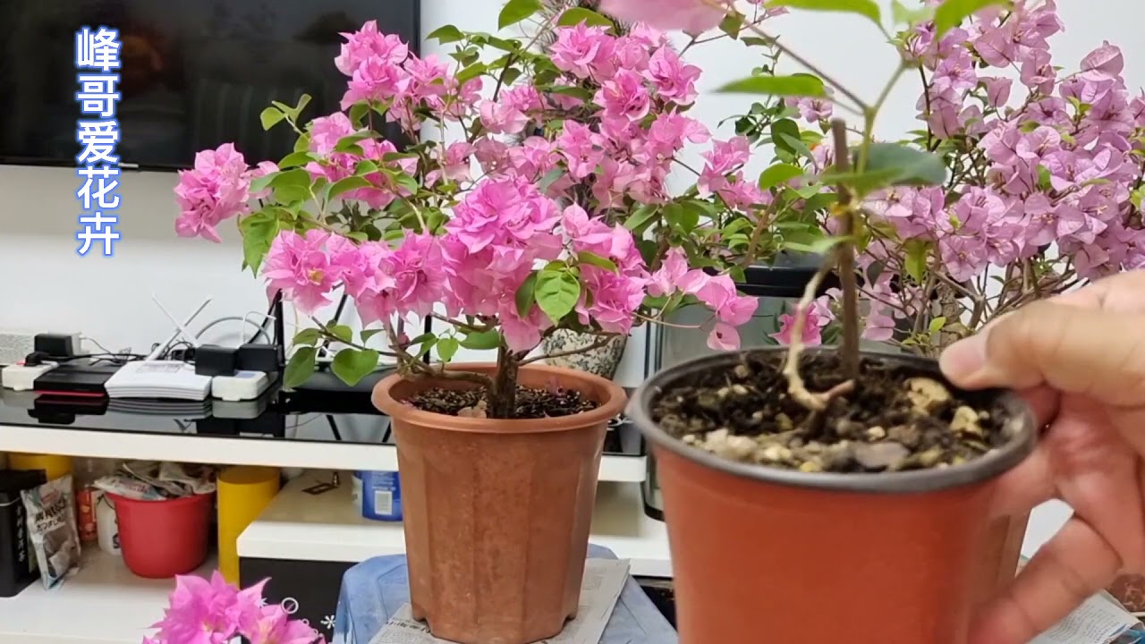 分享让三角梅小苗快速长大、长出漂亮形状的管理和修剪方法！