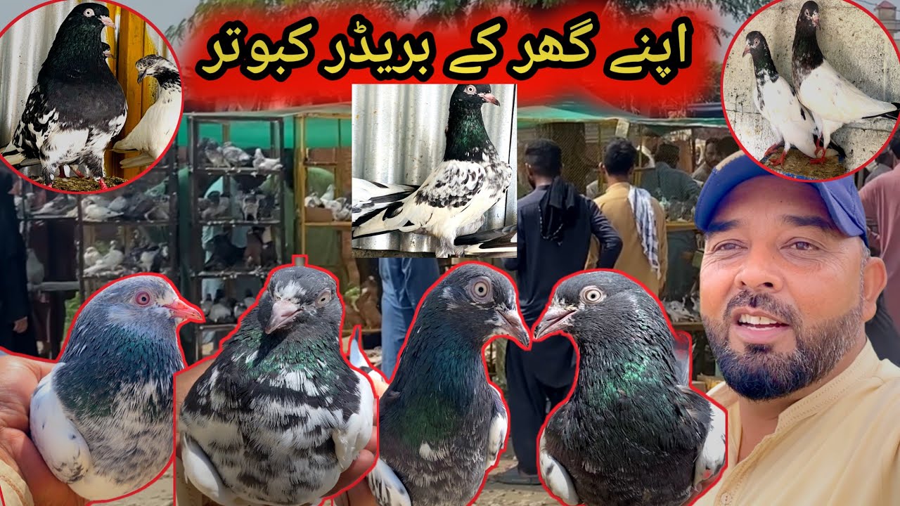 Dosto K Leye Ghar ka Shoq | Breeder Kabootaro Ka Shoq | Pigeon Club Rawat