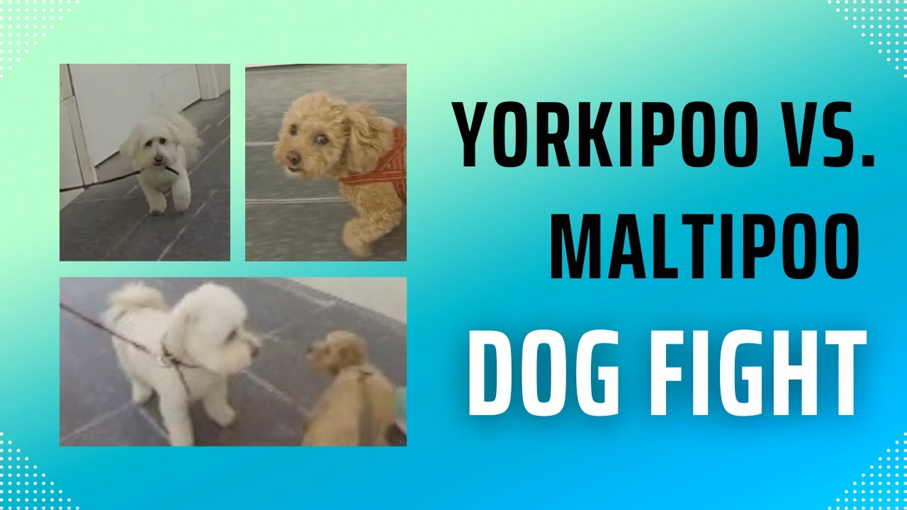 Yorkipoo vs. Maltipoo Street Dog Fight