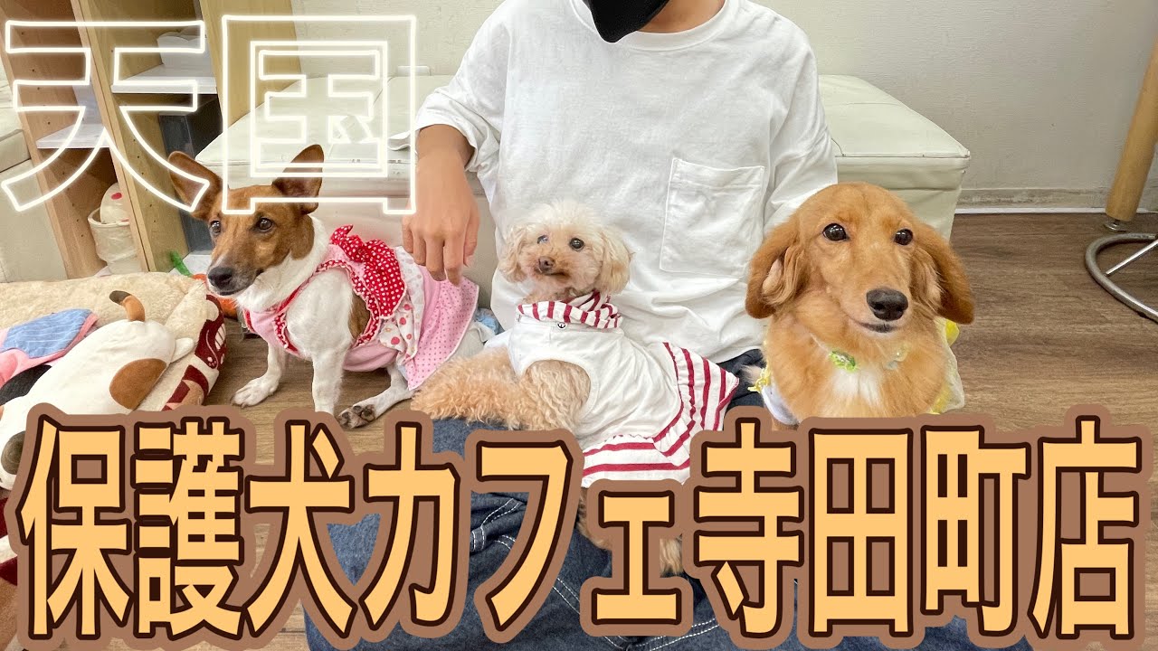 【Vlog】ひとりでスポット巡り#6『保護犬カフェ寺田町店』編